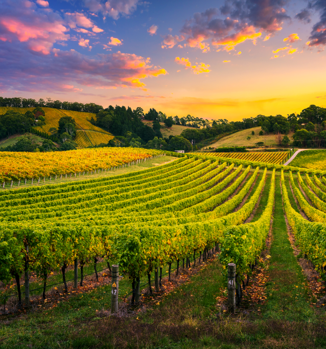 Un vignoble au lever du soleil