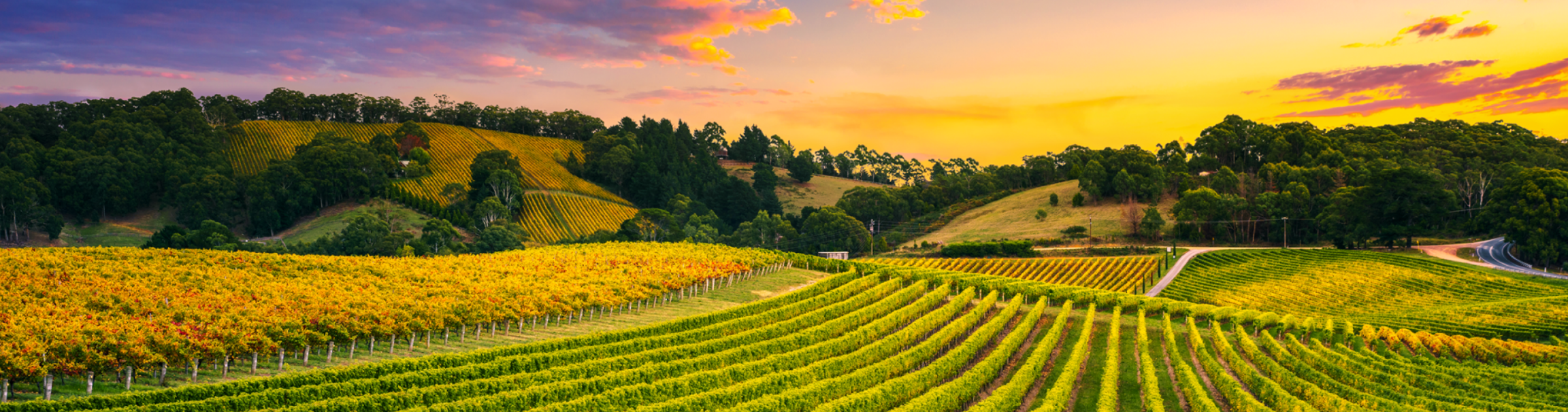 A wine vineyard at sunrise