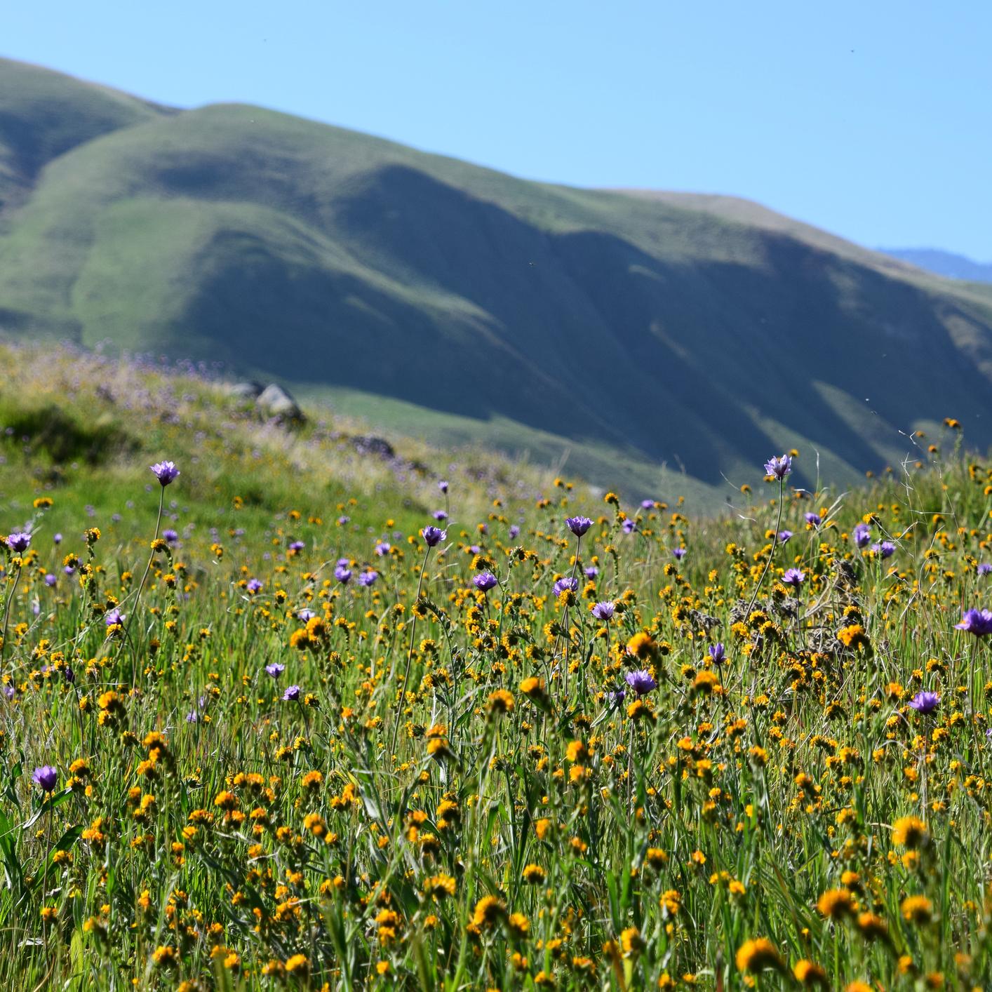 Landscape scene in Kern County, California