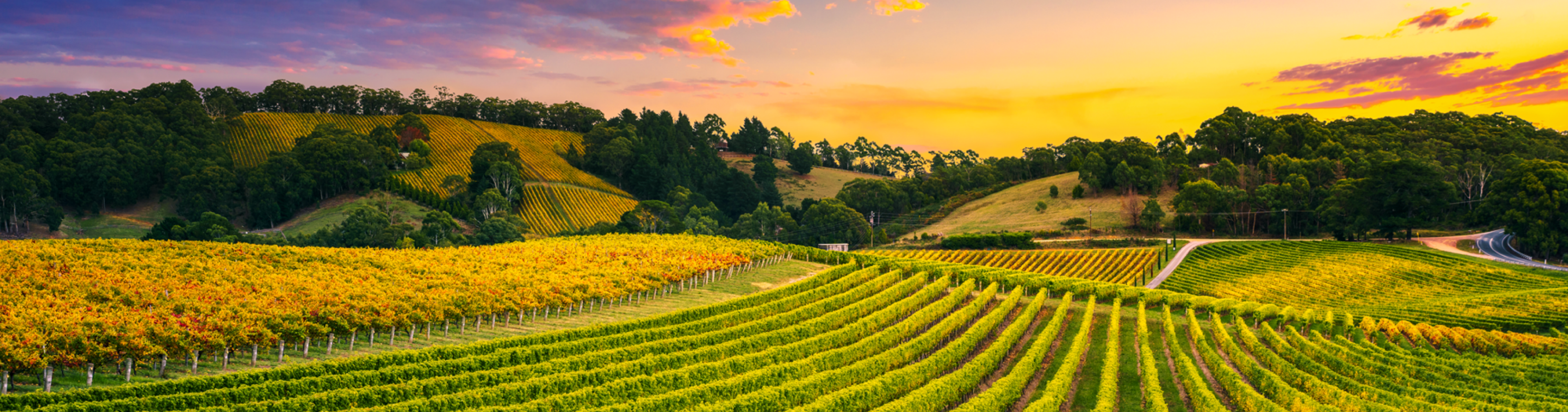 Un vignoble au lever du soleil