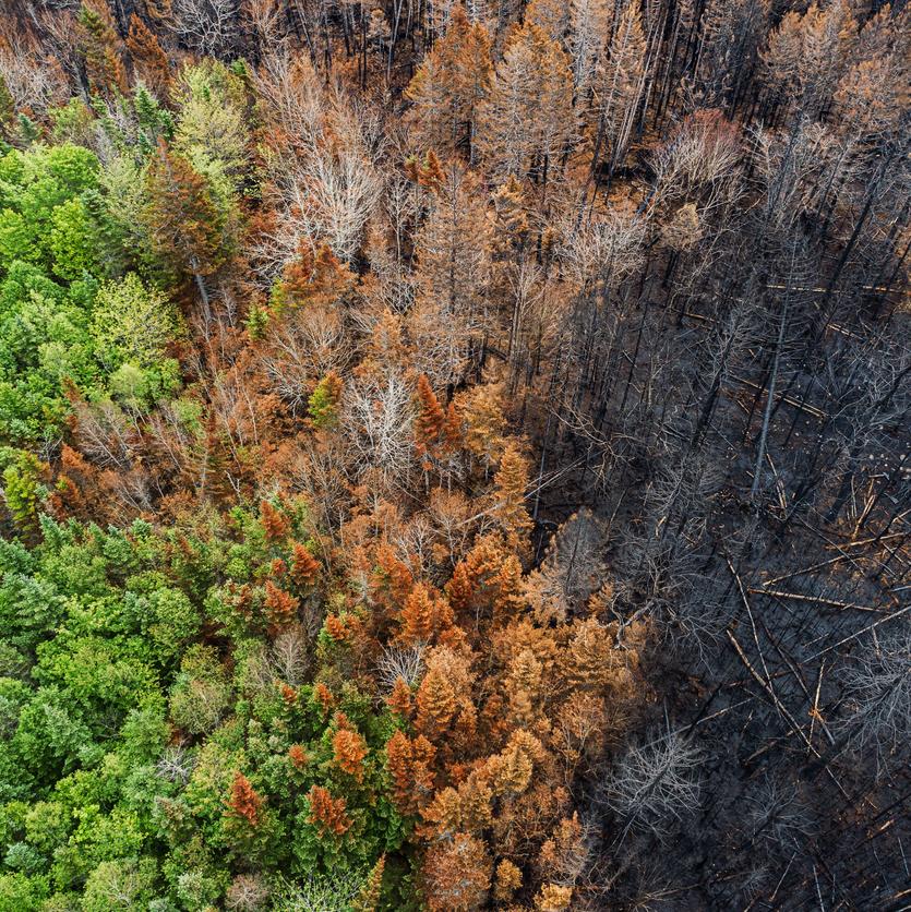 Aerial view of damage from a wildfire.